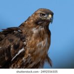 NBA完整视频直播:全程高清流畅观看精彩对决 pmqvo5r