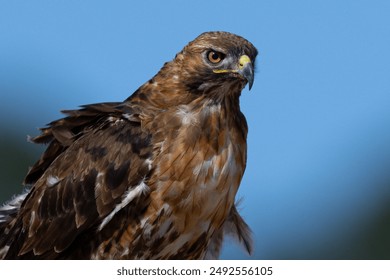 NBA完整视频直播:全程高清流畅观看精彩对决 NBA完整视频直播:全程高清流畅观看精彩对决